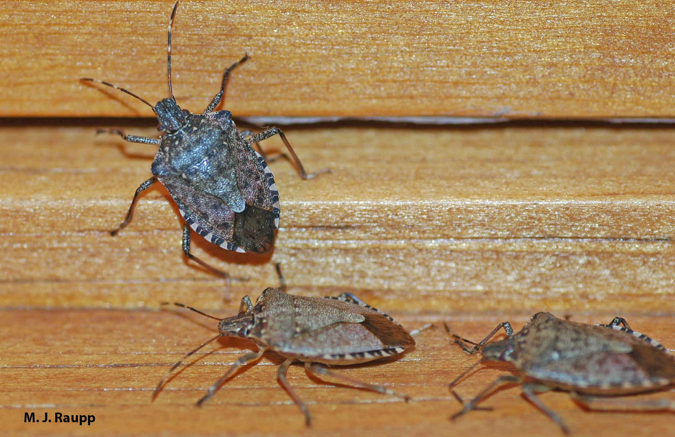 This unpopular guest may soon be making an appearance in your home.