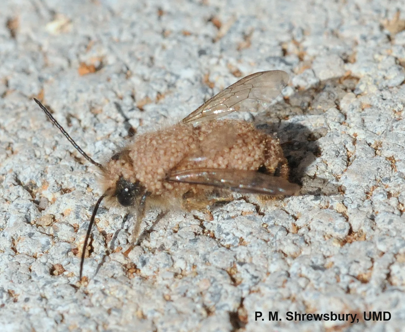 Noxious bee-mites hitch a ride on the back of a hornfaced mason bee. 