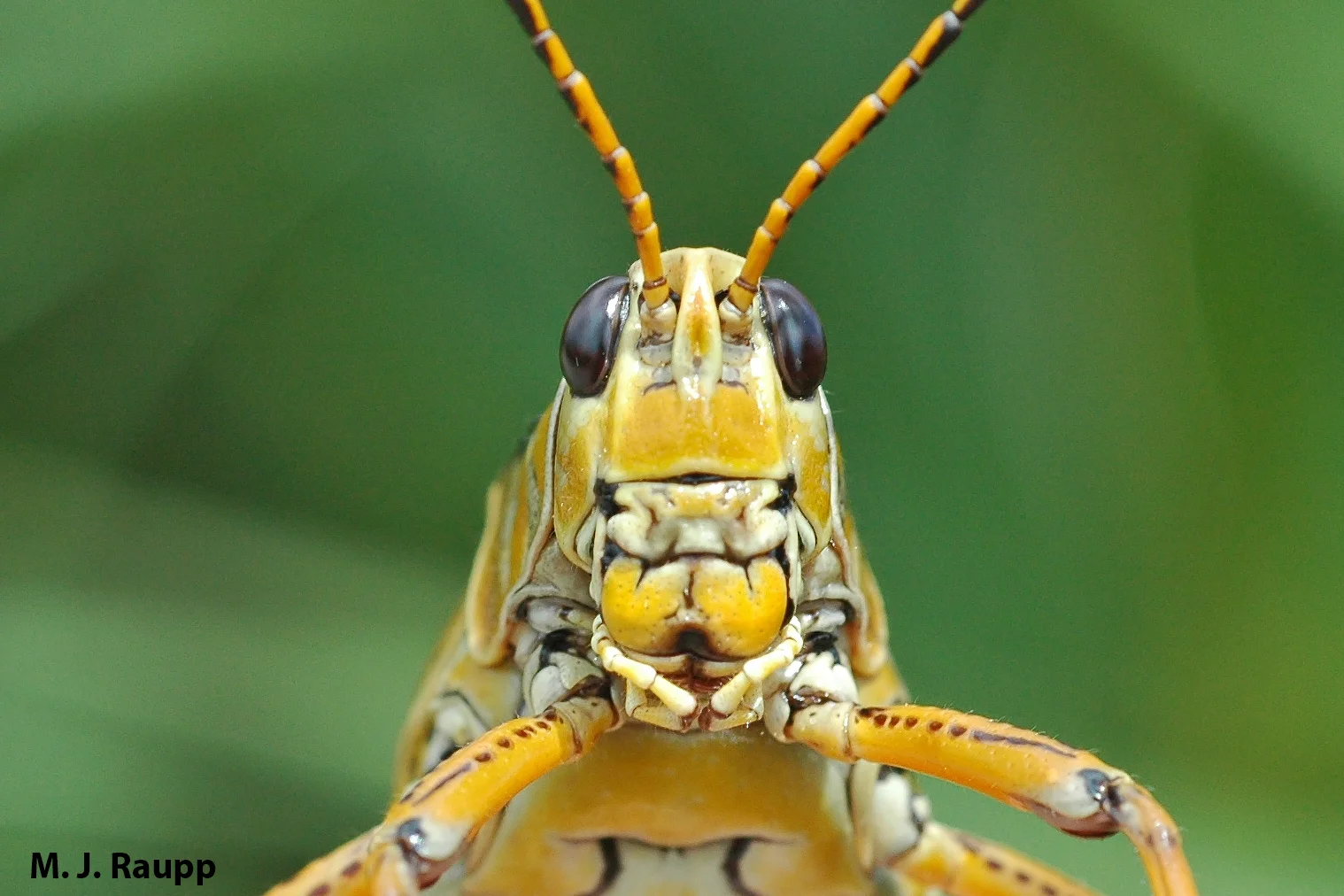 Lubber locusts have lubberly faces.