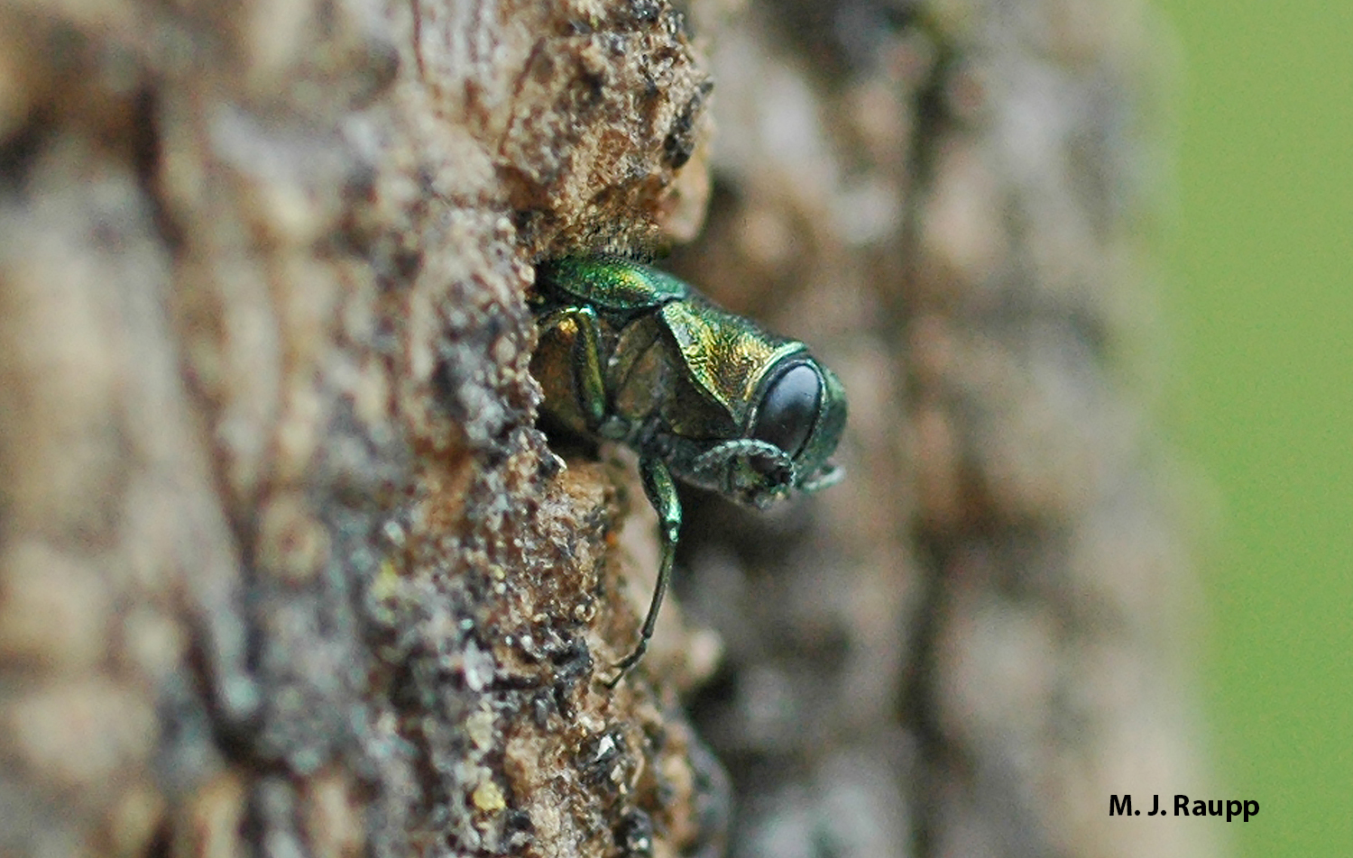 Beautiful, but deadly, an Emerald Ash Borer emerges from a tree after completing larval development.