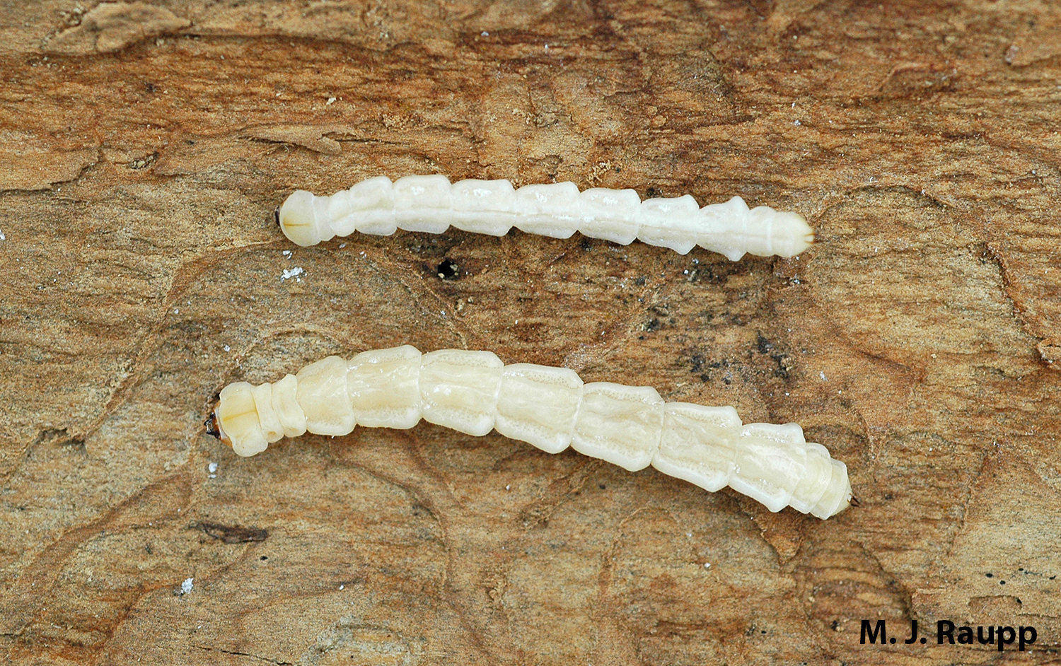 Legless Emerald Ash Borer larvae like these two are easily moved in firewood, logs, or branches.