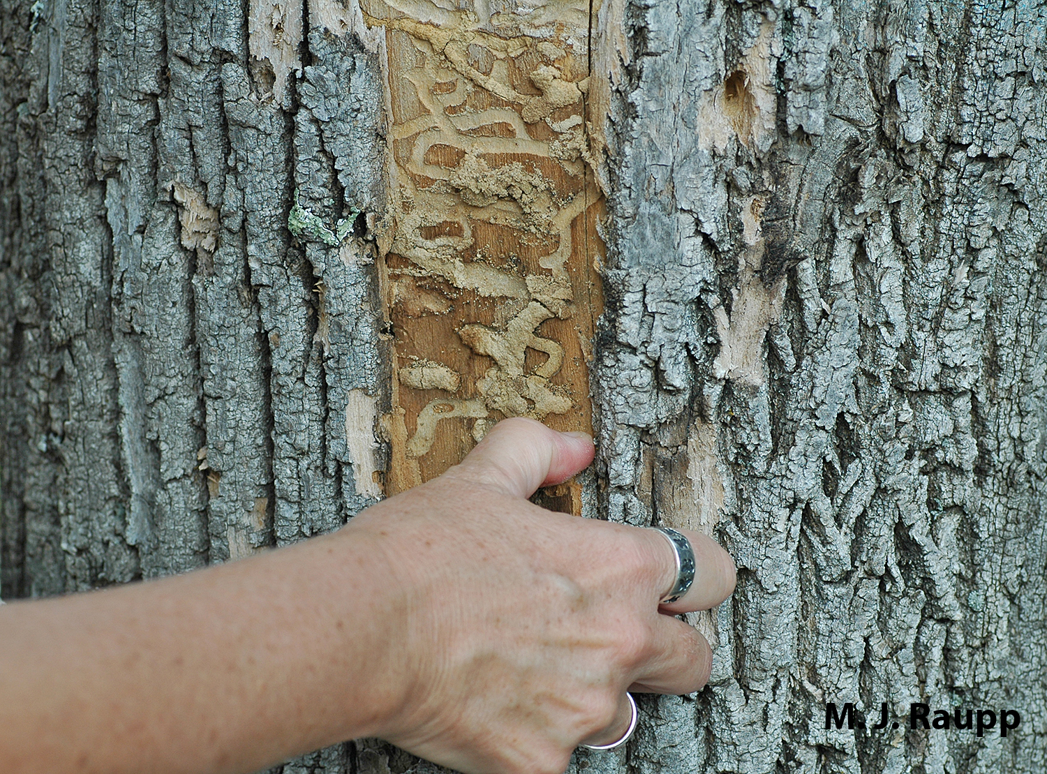 Emerald Ash Borer larvae create serpentine galleries beneath the bark. By consuming cambium, phloem, and sap wood, the borer effectively girdles the tree condemning it to death.