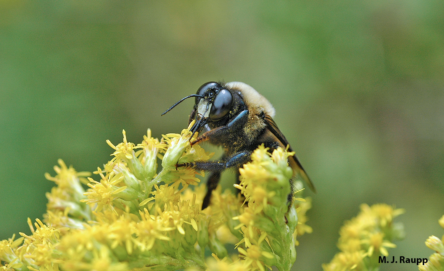 Later in the summer, goldenrod will be a favorite source of nectar for carpenter bees.