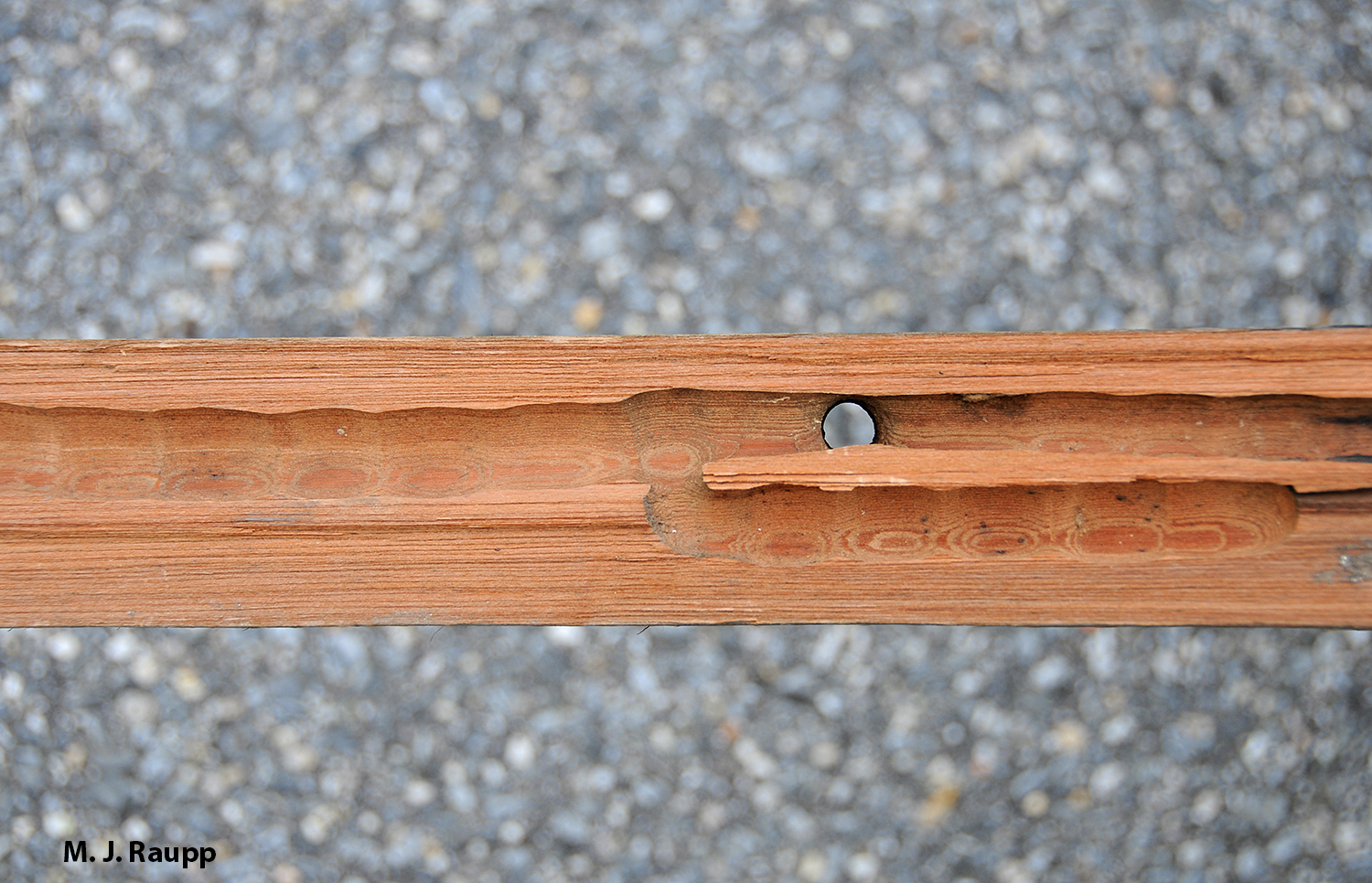 A round hole chewed into a piece of wood provides access to the chambered brood tunnels inside.