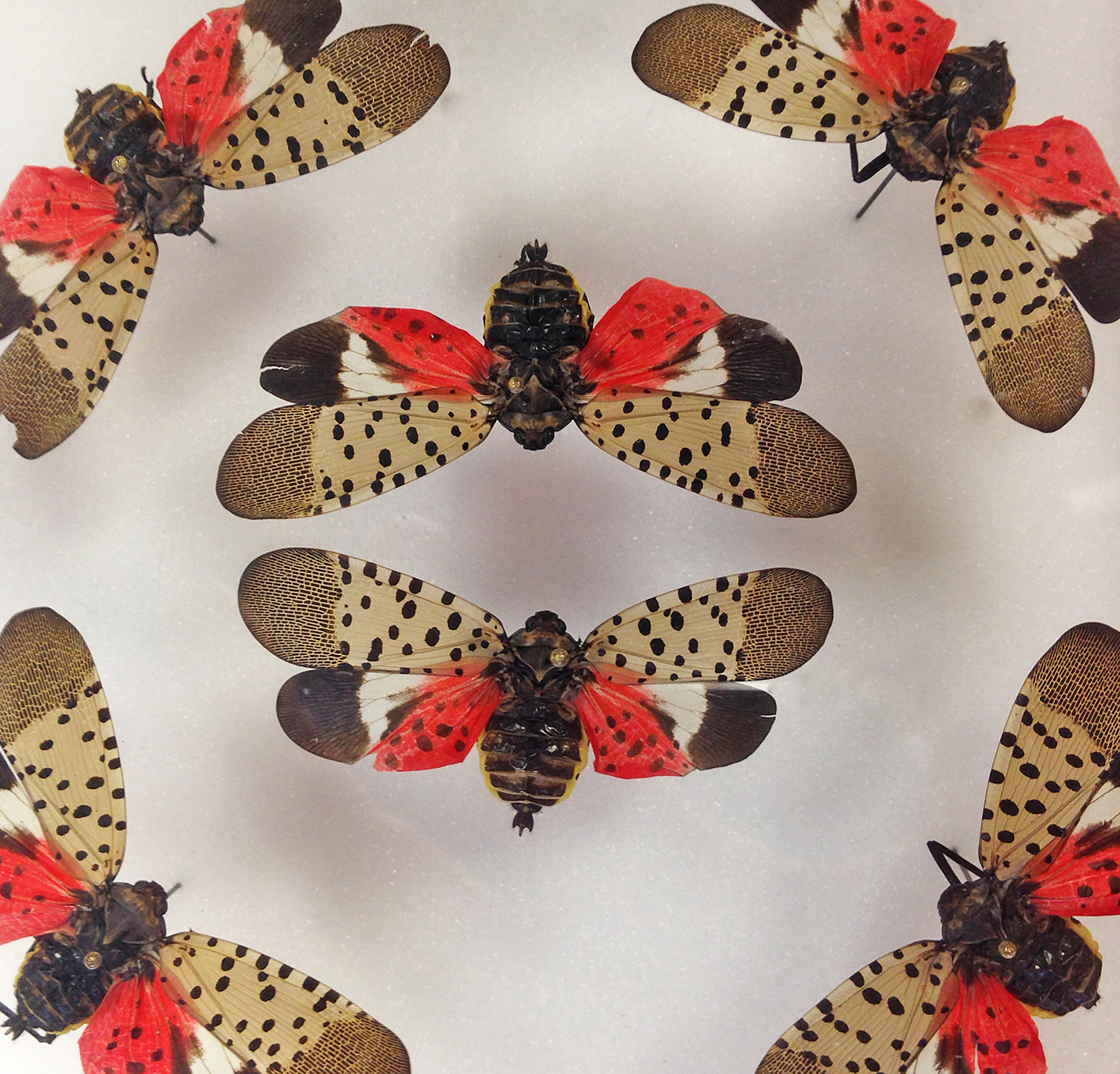 Spectacularly beautiful but nonetheless pests, spotted lanternflies have arrived in the United States.