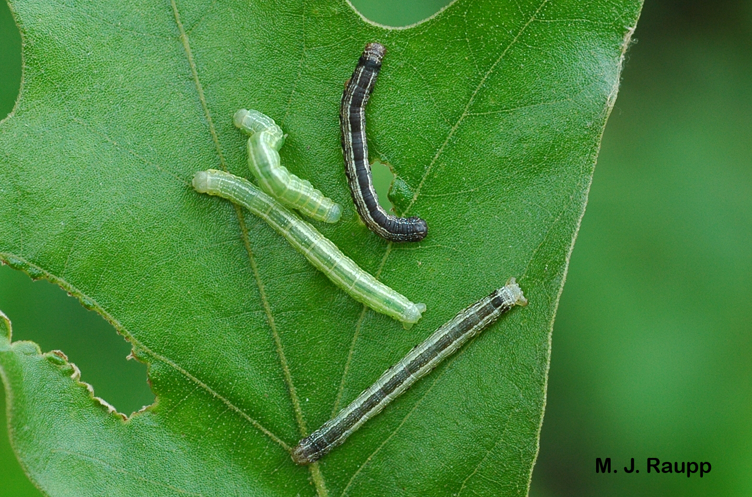 Fall cankerworm caterpillars come in two color morphs, light green and dark brown.