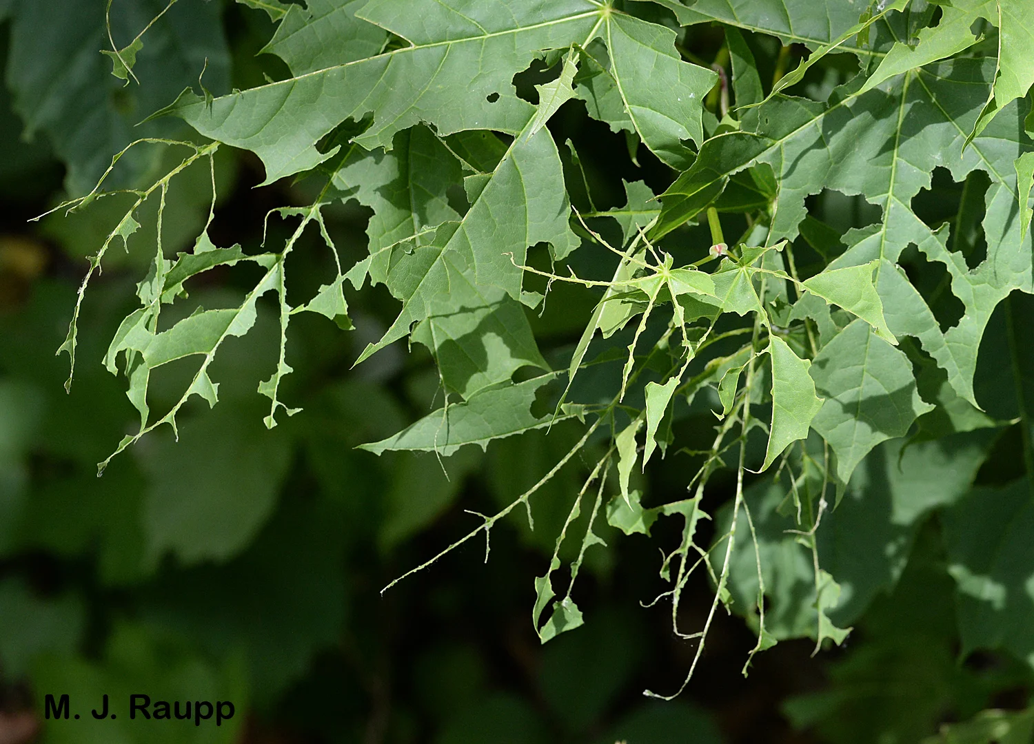 Shredded leaves are the hallmark of cankerworms .
Normal
0
false
false
false
EN-US
X-NONE
X-NONE
/* Style Definitions */
table.MsoNormalTable
{mso-style-name:"Table Normal";
mso-tstyle-rowband-size:0;
mso-tstyle-colband-size:0;
mso-style-noshow:yes;
mso-style-priority:99;
mso-style-parent:"";
mso-padding-alt:0in 5.4pt 0in 5.4pt;
mso-para-margin-top:0in;
mso-para-margin-right:0in;
mso-para-margin-bottom:10.0pt;
mso-para-margin-left:0in;
line-height:115%;
mso-pagination:widow-orphan;
font-size:11.0pt;
font-family:"Calibri","sans-serif";
mso-ascii-font-family:Calibri;
mso-ascii-theme-font:minor-latin;
mso-hansi-font-family:Calibri;
mso-hansi-theme-font:minor-latin;}