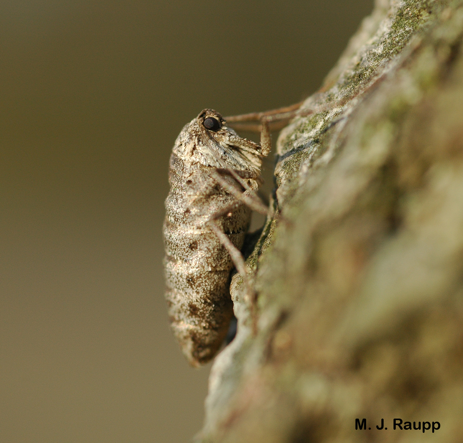 The female fall cankerworm is a strange creature with non-functional mouthparts and no wings. She walks rather than flies to the tree tops to lay eggs.