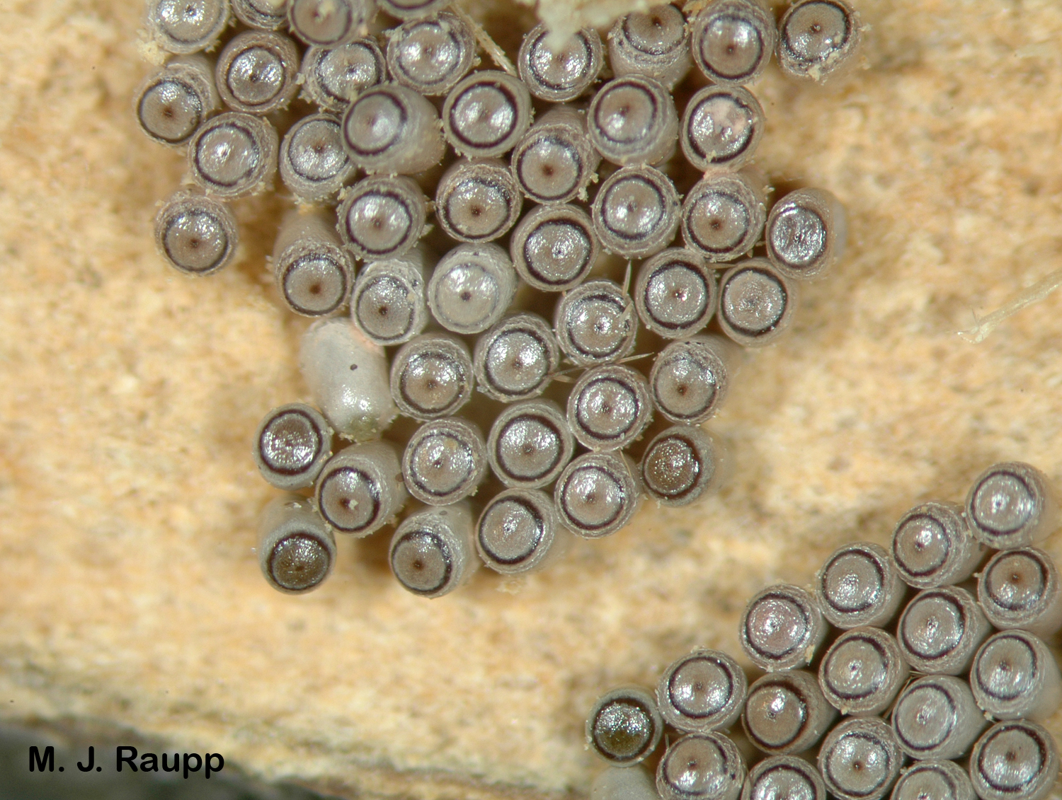 Fall cankerworms lay eggs in late autumn and early winter.