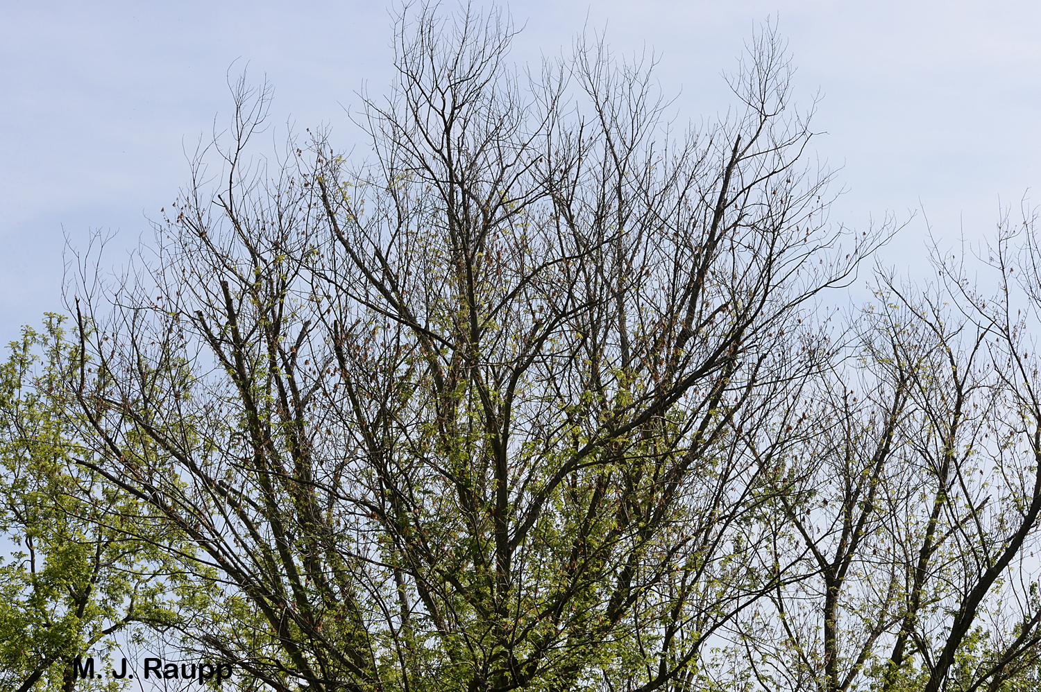 Repeated defoliations by cankerworms weaken trees causing dieback and death in some cases.