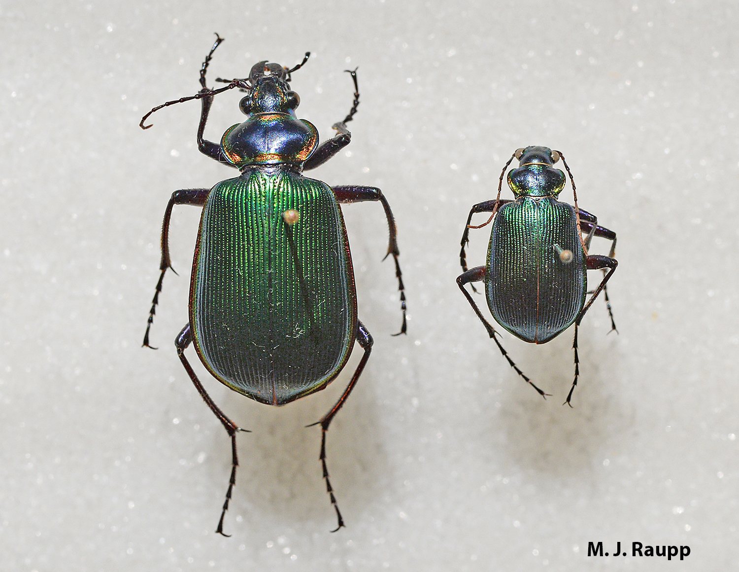Calosoma wilcoxi (right) is about one third the size of its cousin, the fiery searcher Calosoma scrutator (left).