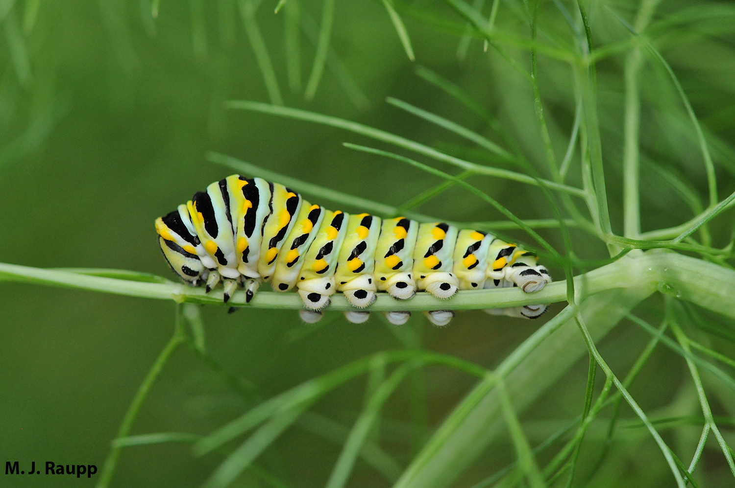 Late instar larvae of the black swallowtail are breathtaking.