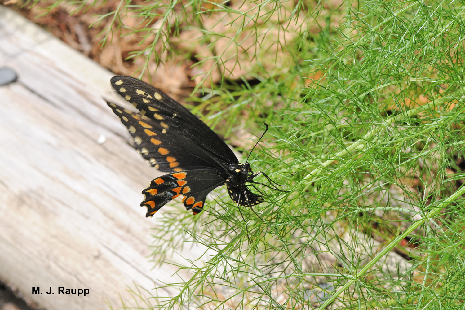 Black swallowtails deposit eggs on many plants, including dill.