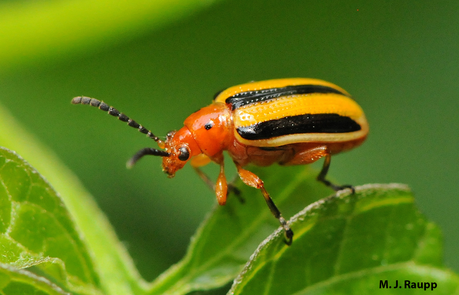 A dinner of nightshade is deadly to some, but not to the three-lined potato beetle.