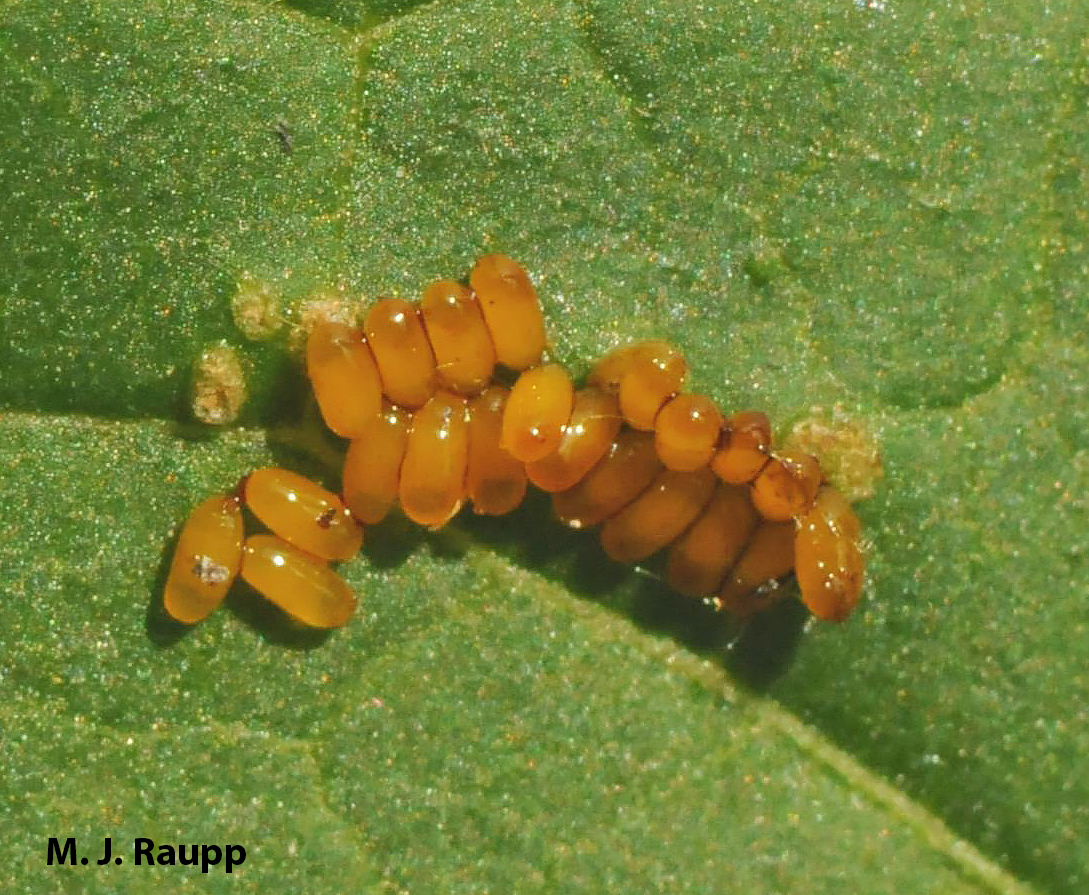 A messy cluster of eggs will soon hatch into hungry beetle larvae.