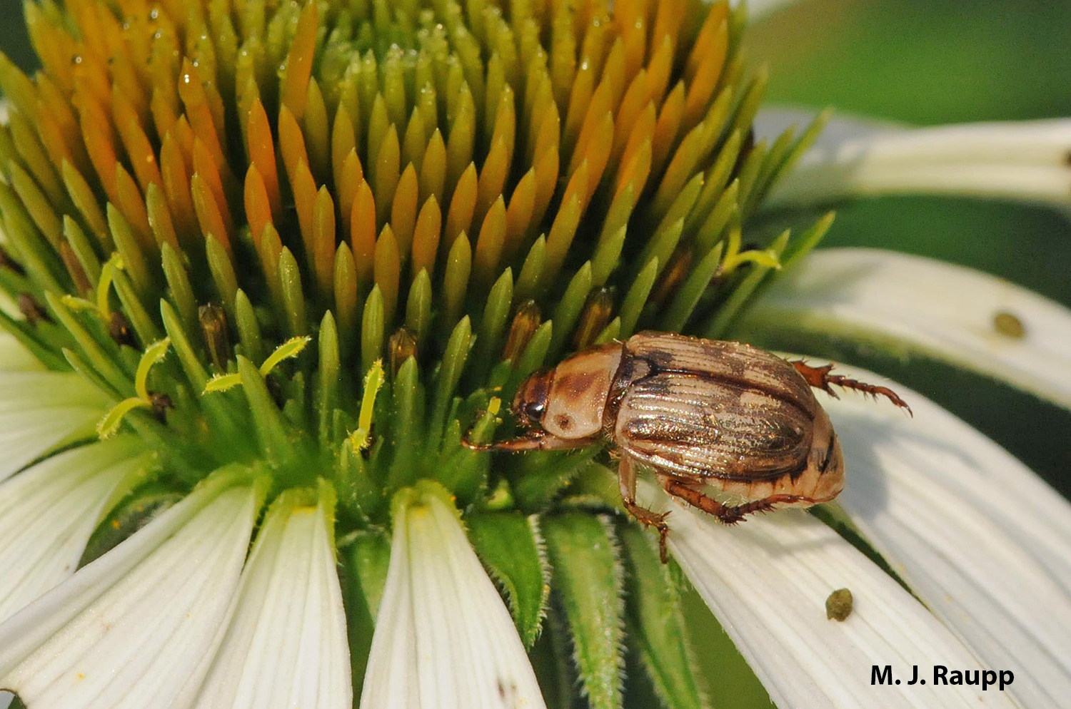 The scoundrel despoiling petals of my coneflowers is the Oriental beetle.
