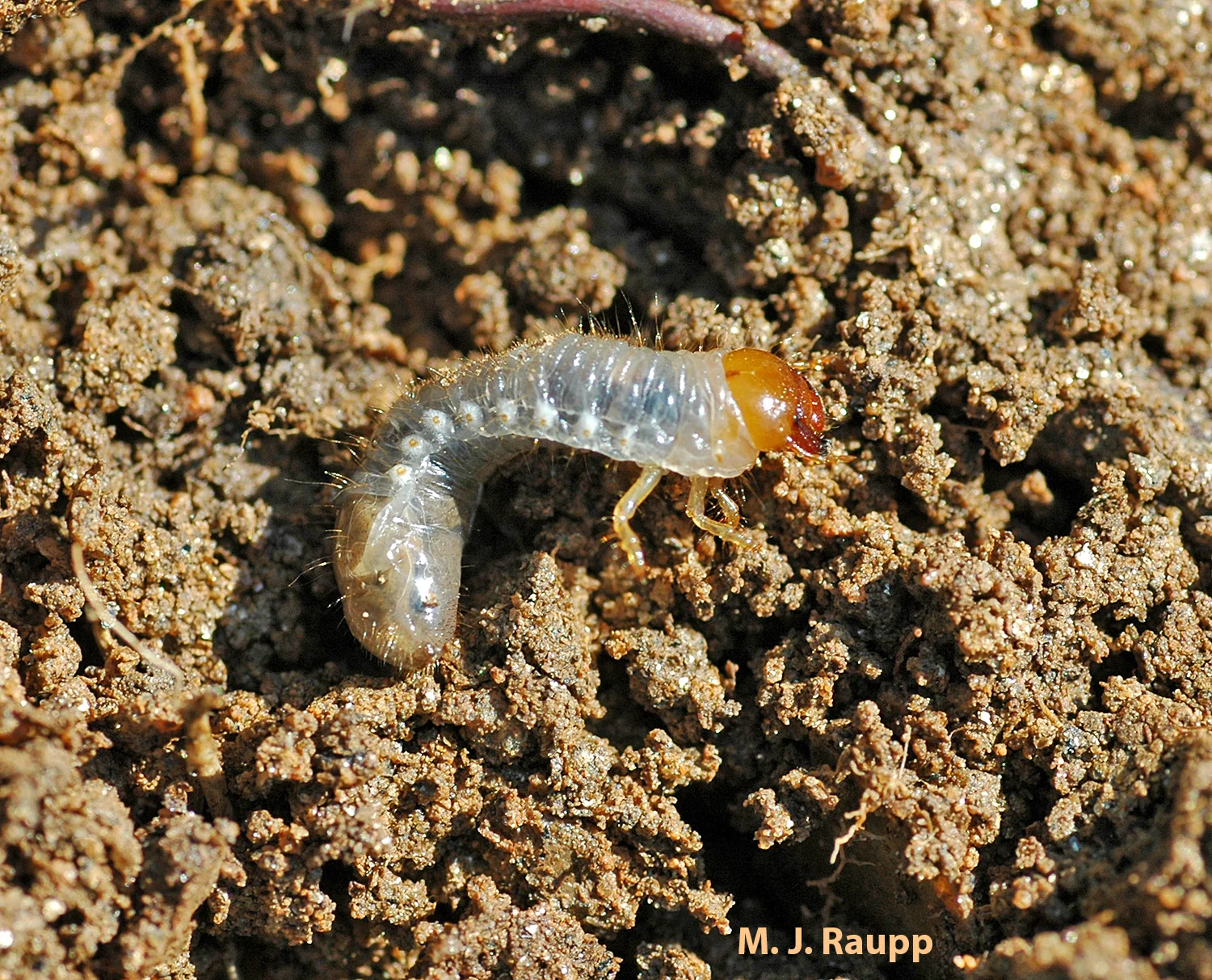 Like other species of white grubs, Oriental beetle larvae consume the nutritious roots of plants.