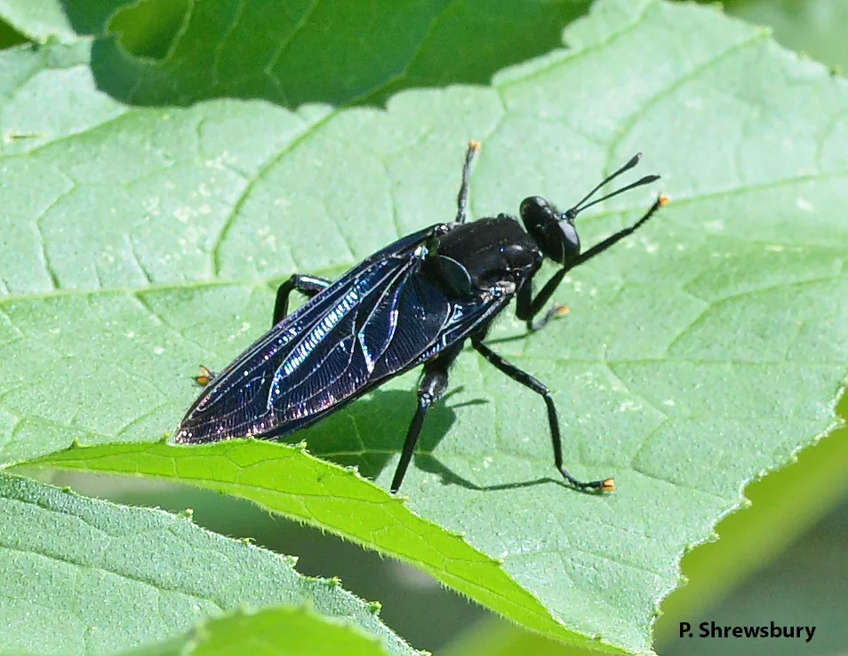 Stealthy black wings of the mydas fly give it a waspish appearance.