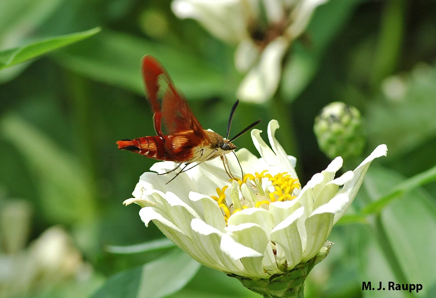 Hummingbird moths are among the most beautiful and interesting members of the Lepidoptera clan.