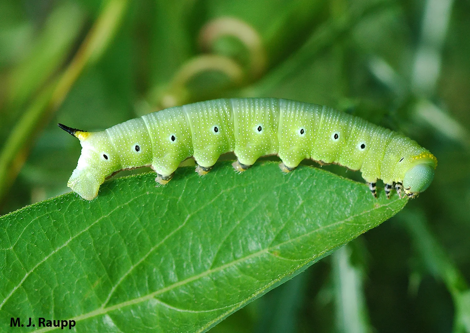The caterpillar of the hummingbird moth bears a horn at the tip of its tail that gives rise to the colloquial name of these larvae. 
