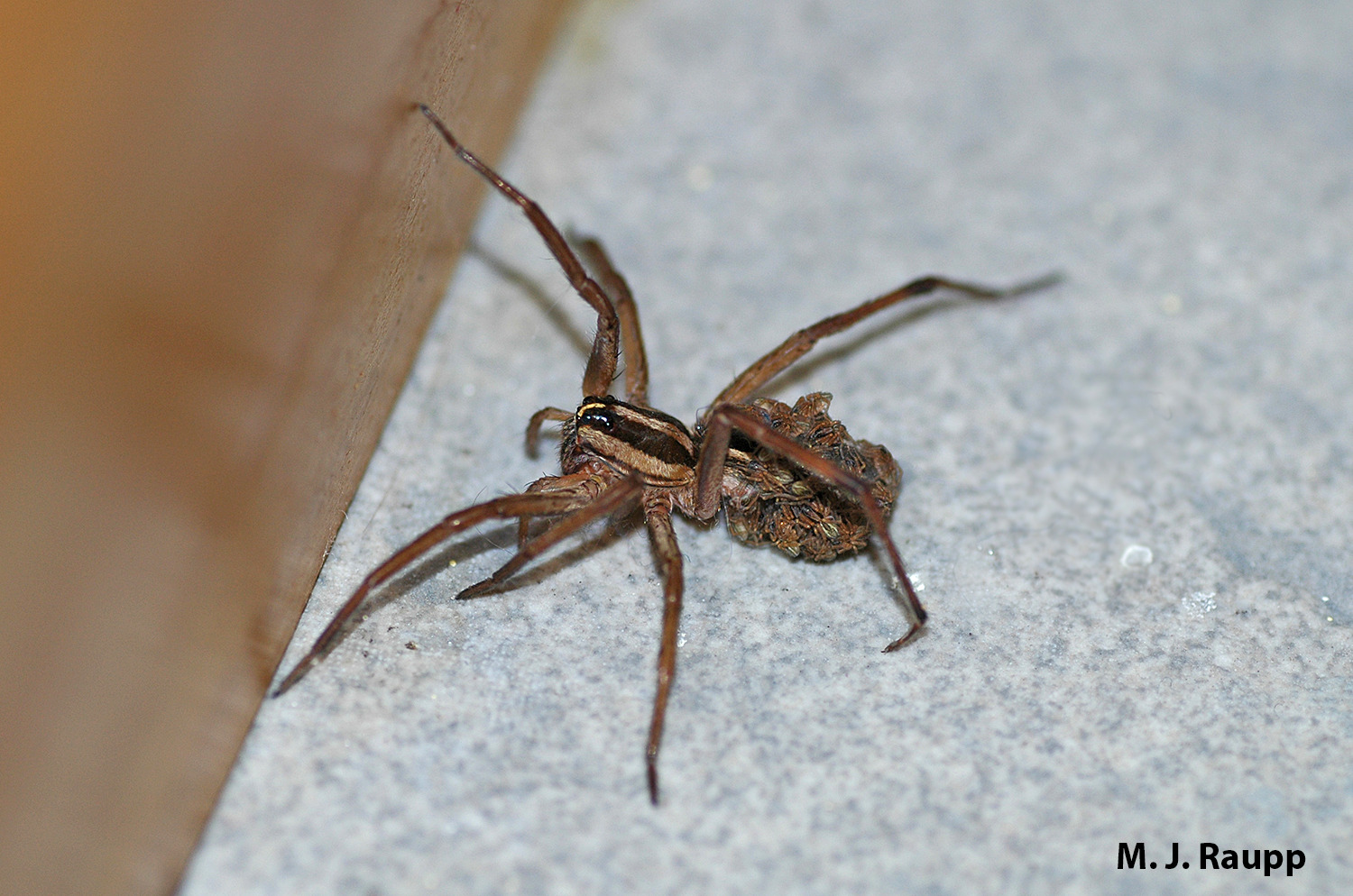 Sometimes wolf spiders enter homes, like this little mother in my basement.