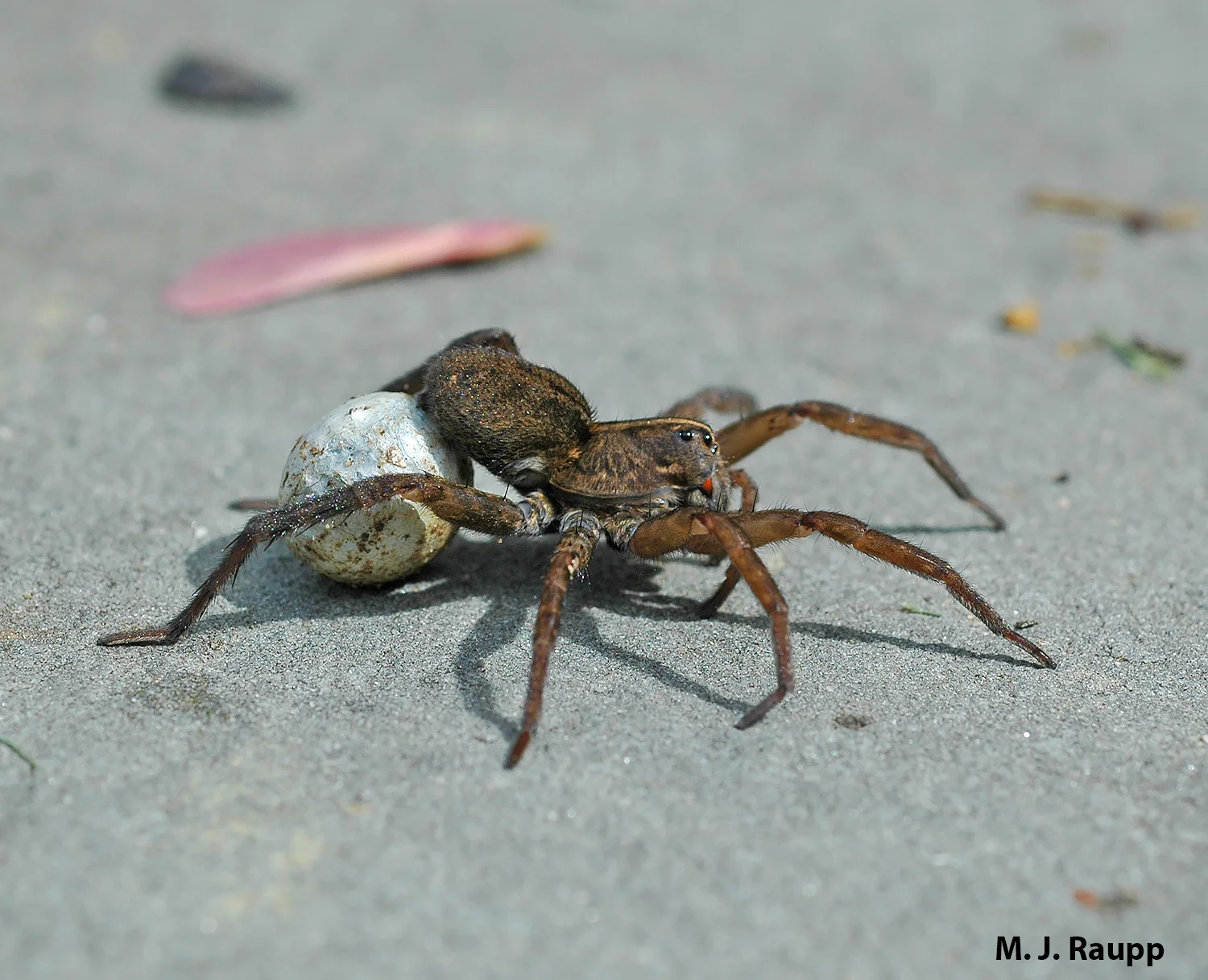 The good mother totes the egg sac behind her to safeguard unhatched young.