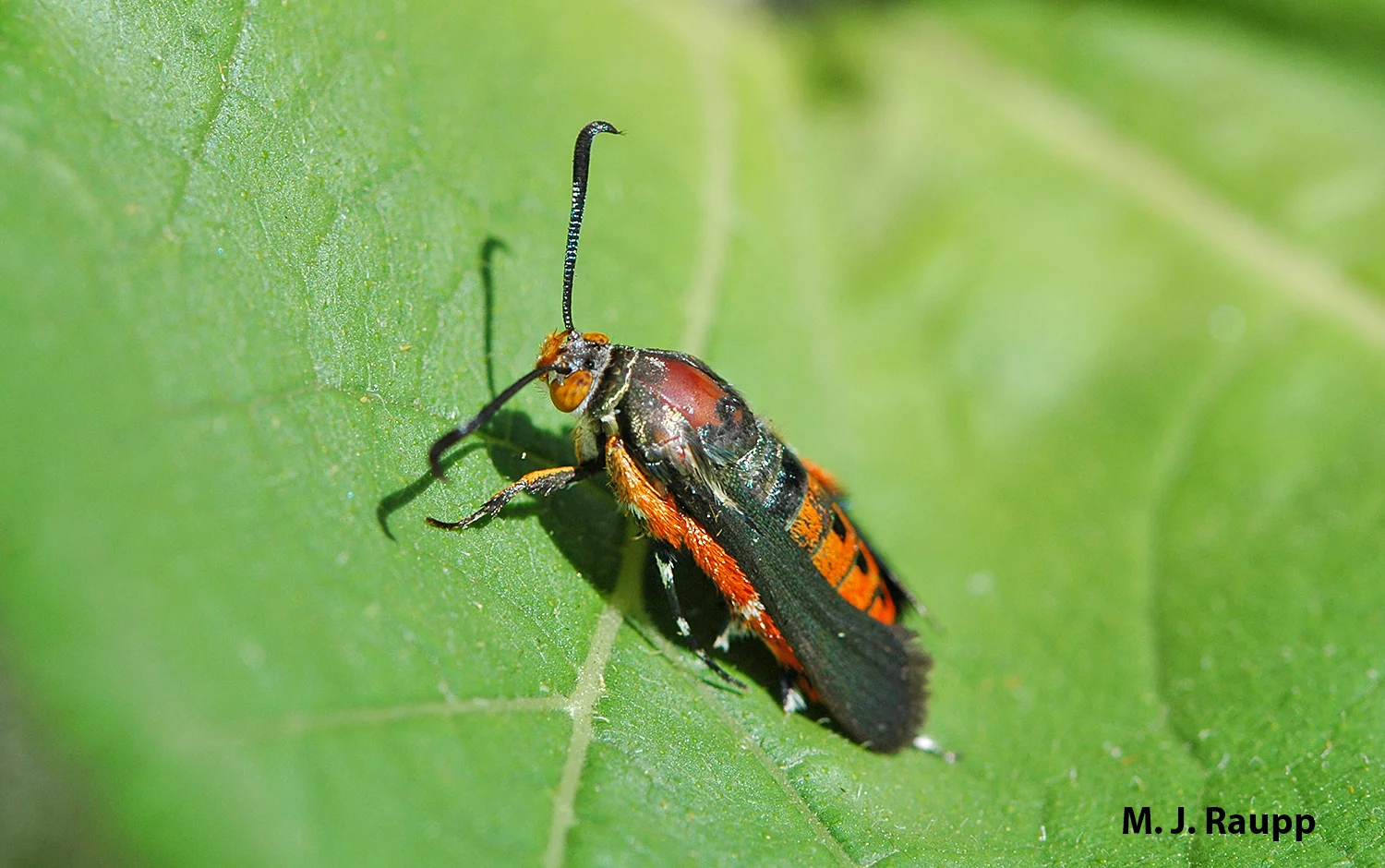 The squash vine borer adult may be beautiful, but its voracious larvae can devastate cucurbits in your garden.