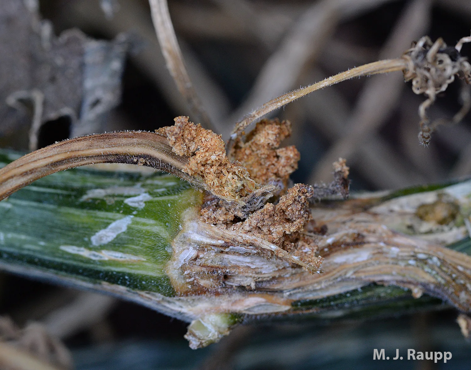 Frass marks the spot of the squash vine borer larva.