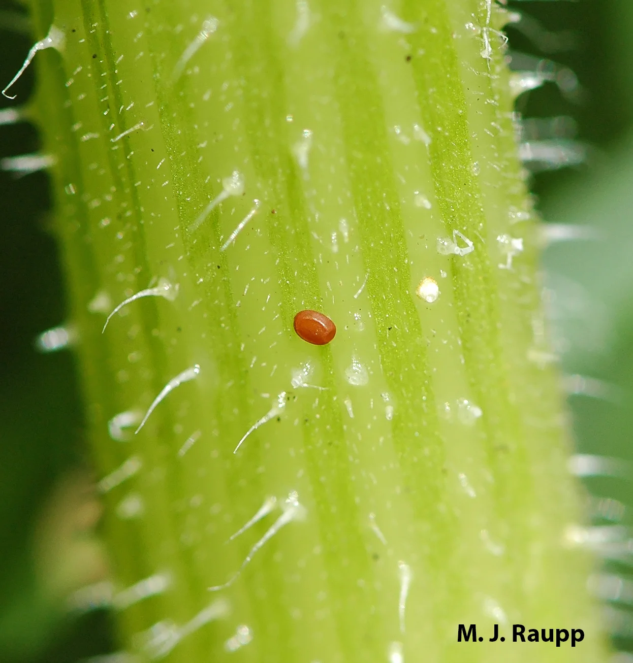 Tiny caterpillars will hatch from reddish eggs deposited by the female squash vine borer.