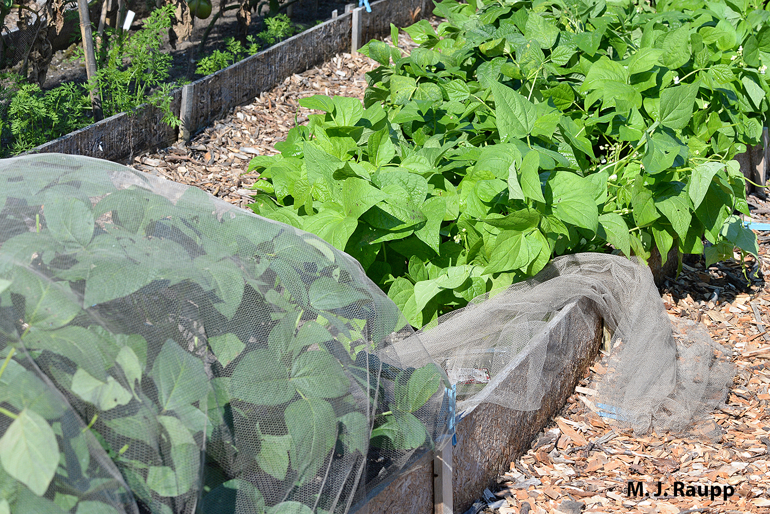 Beans protected by a floating row cover (cover pulled back) look great even late in the season.