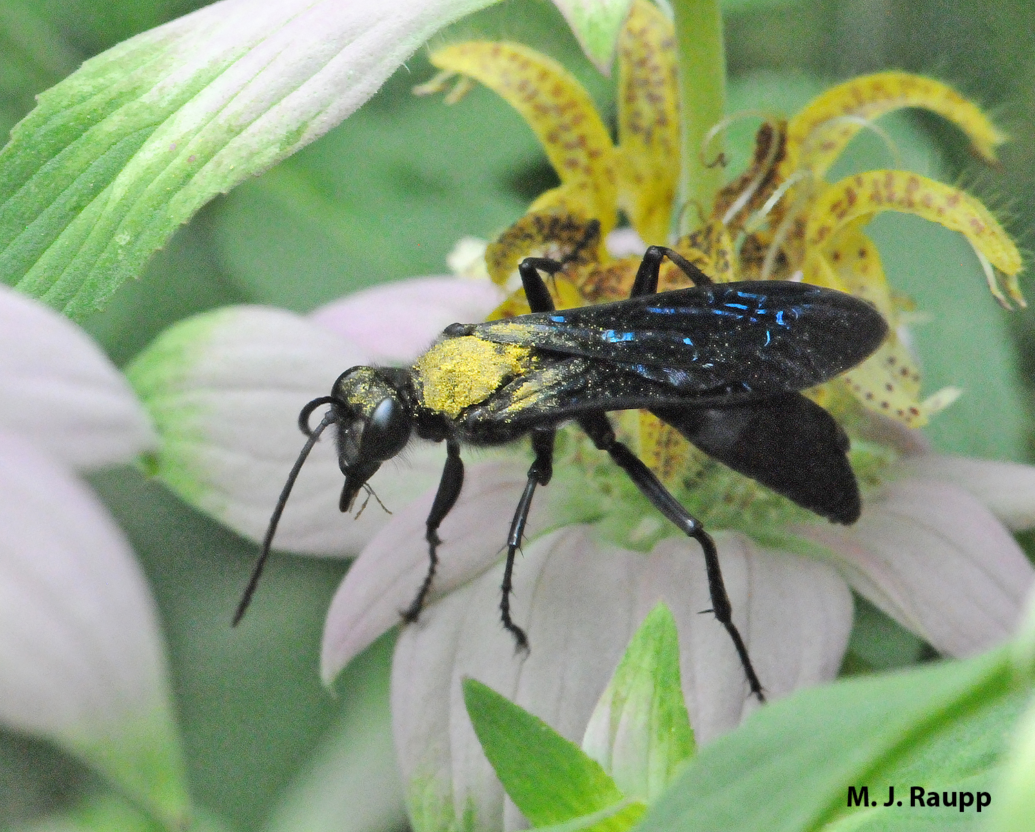 After visiting horsemint, the back and head of the great black wasp are coated with pollen.