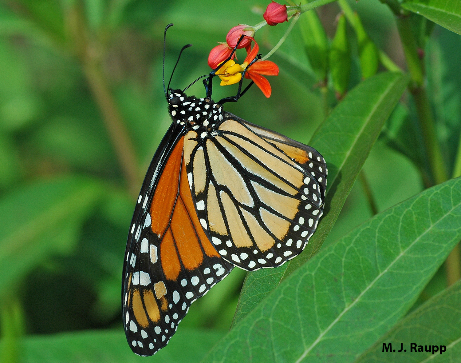 Monarch butterflies are frequent visitors to Maryland, and will be celebrated this week at the Howard Conservancy in Woodstock, Maryland.