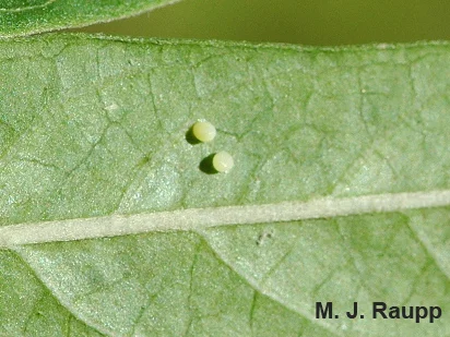 Female monarchs place eggs on the underside of leaves.