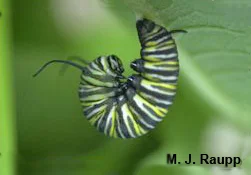 The fully-grown caterpillar assumes the “J” position just before pupation.
Normal
0
false
false
false
EN-US
X-NONE
X-NONE
/* Style Definitions */
table.MsoNormalTable
{mso-style-name:"Table Normal";
mso-tstyle-rowband-size:0;
mso-tstyle-colband-size:0;
mso-style-noshow:yes;
mso-style-priority:99;
mso-style-parent:"";
mso-padding-alt:0in 5.4pt 0in 5.4pt;
mso-para-margin-top:0in;
mso-para-margin-right:0in;
mso-para-margin-bottom:10.0pt;
mso-para-margin-left:0in;
line-height:115%;
mso-pagination:widow-orphan;
font-size:11.0pt;
font-family:"Calibri","sans-serif";
mso-ascii-font-family:Calibri;
mso-ascii-theme-font:minor-latin;
mso-hansi-font-family:Calibri;
mso-hansi-theme-font:minor-latin;}