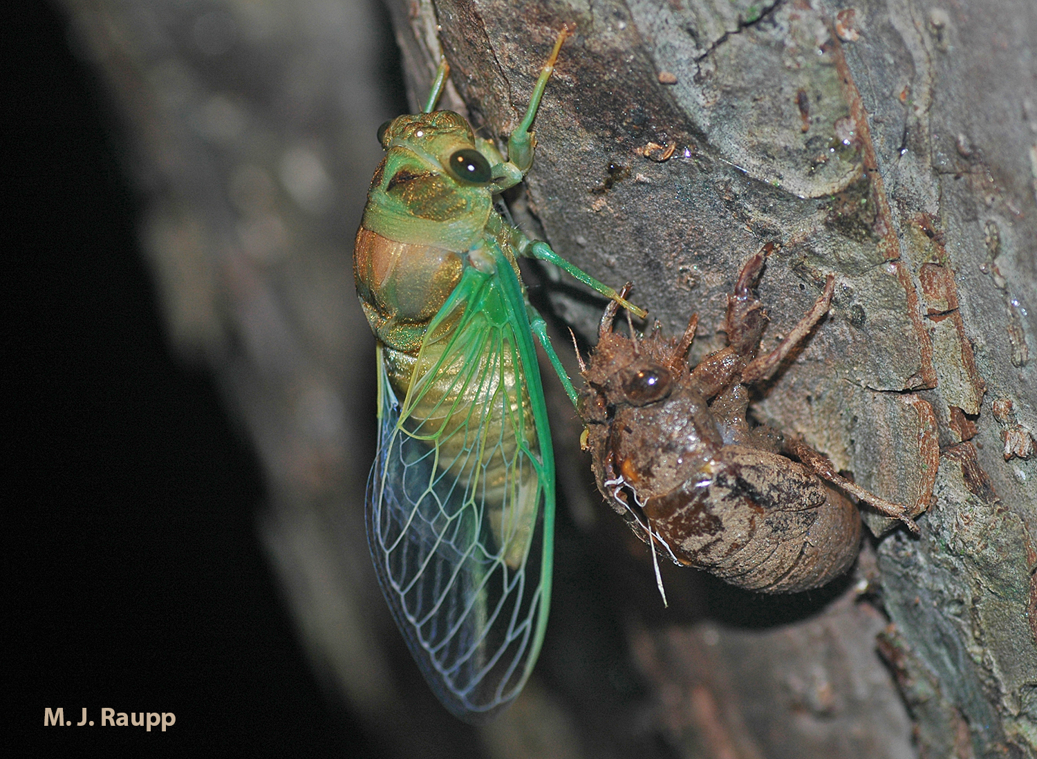A late night sortie may reveal a newly emerged adult and its shed nymphal skin.