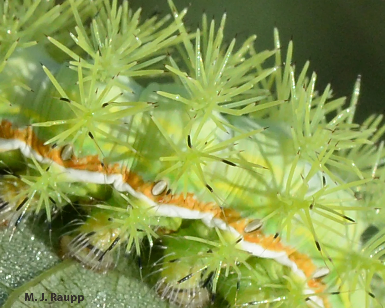 Wicked stinging spines can deliver a nasty sting to naïve predators and humans.