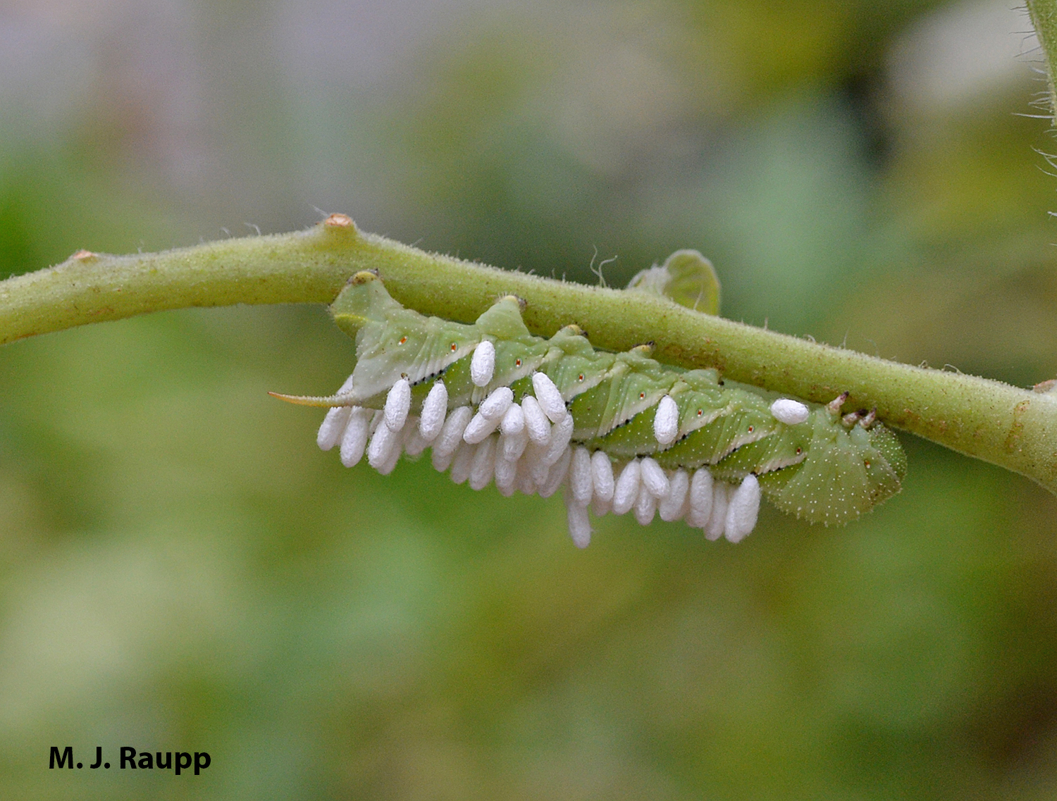 While cryptic coloration may help small hornworms escape searching eyes of hungry vertebrate predators, parasitic wasps are not so easily fooled and the guardians of my garden soon made short work of this little rascal.