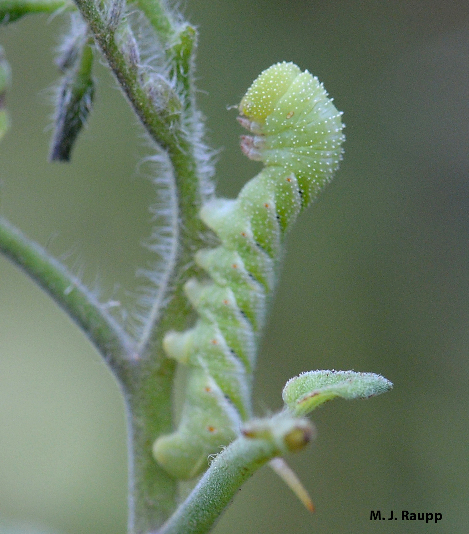 Leaves of my tomato were the last meal for this hornworm and parasitic wasps had the last laugh.