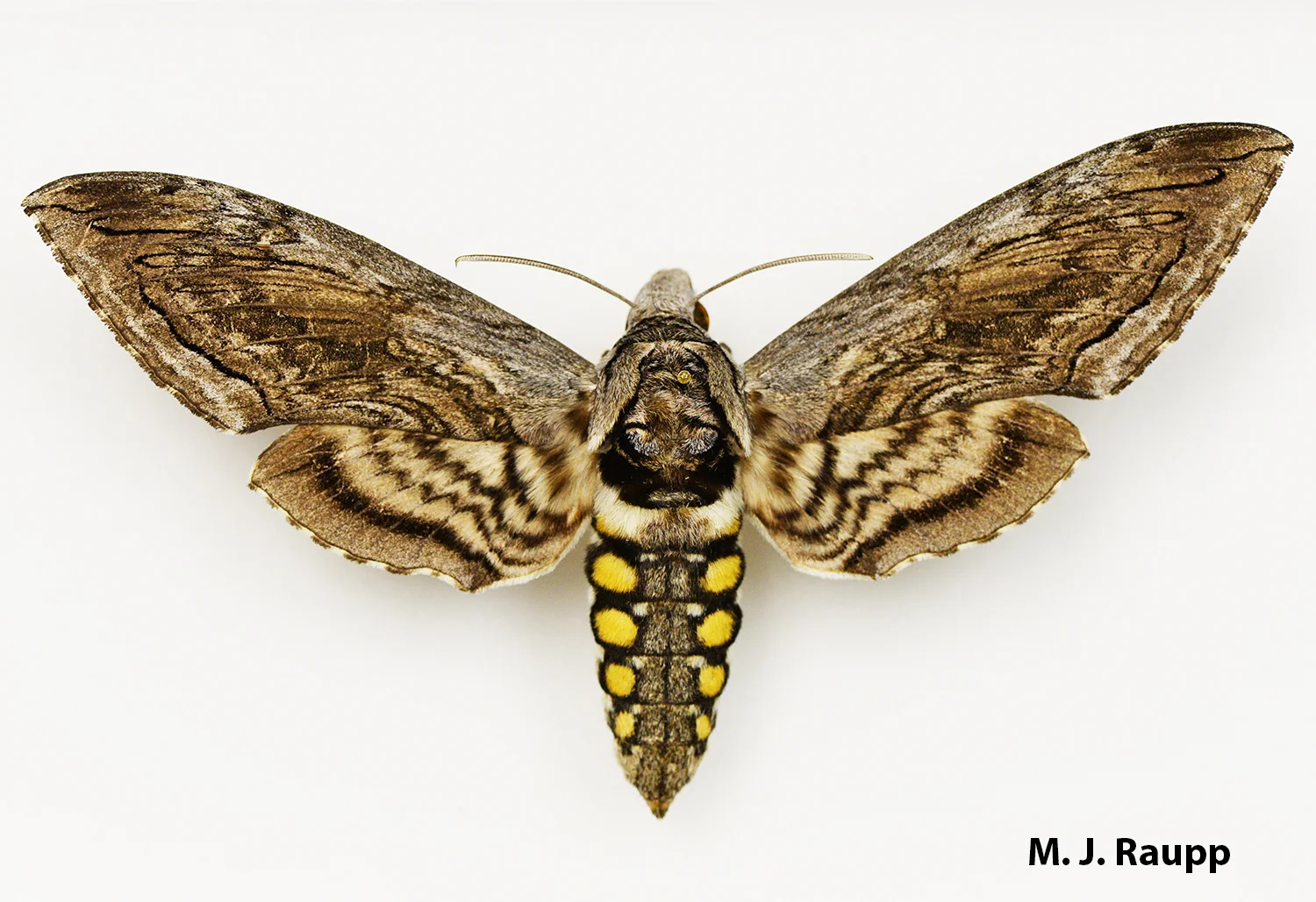 The gorgeous hawk moth pollinates plants at night and lays eggs on tomatoes that hatch into naughty hornworms.