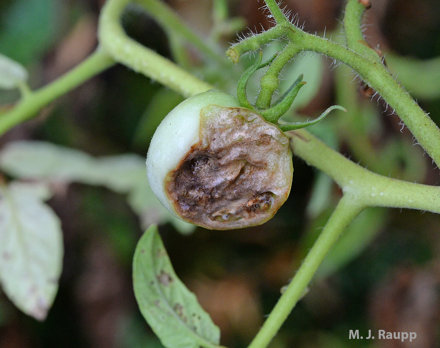 In addition to leaves, tomato fruit are on the hornworm’s menu as well.