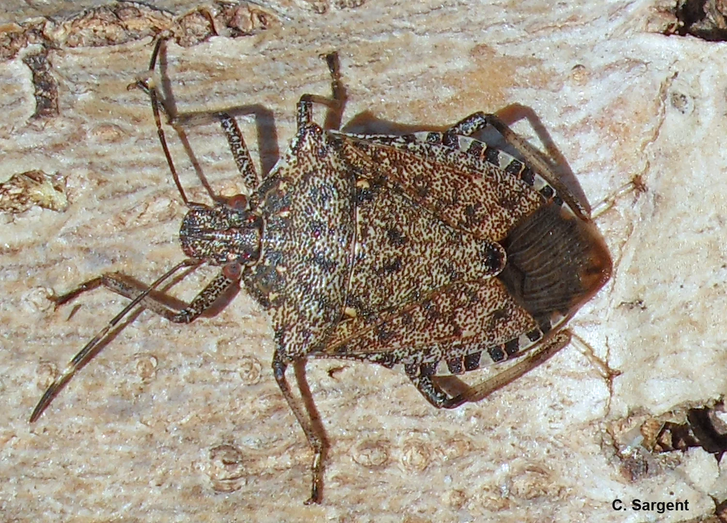 Bark feeding is a strange behavior stink bugs employ in autumn.