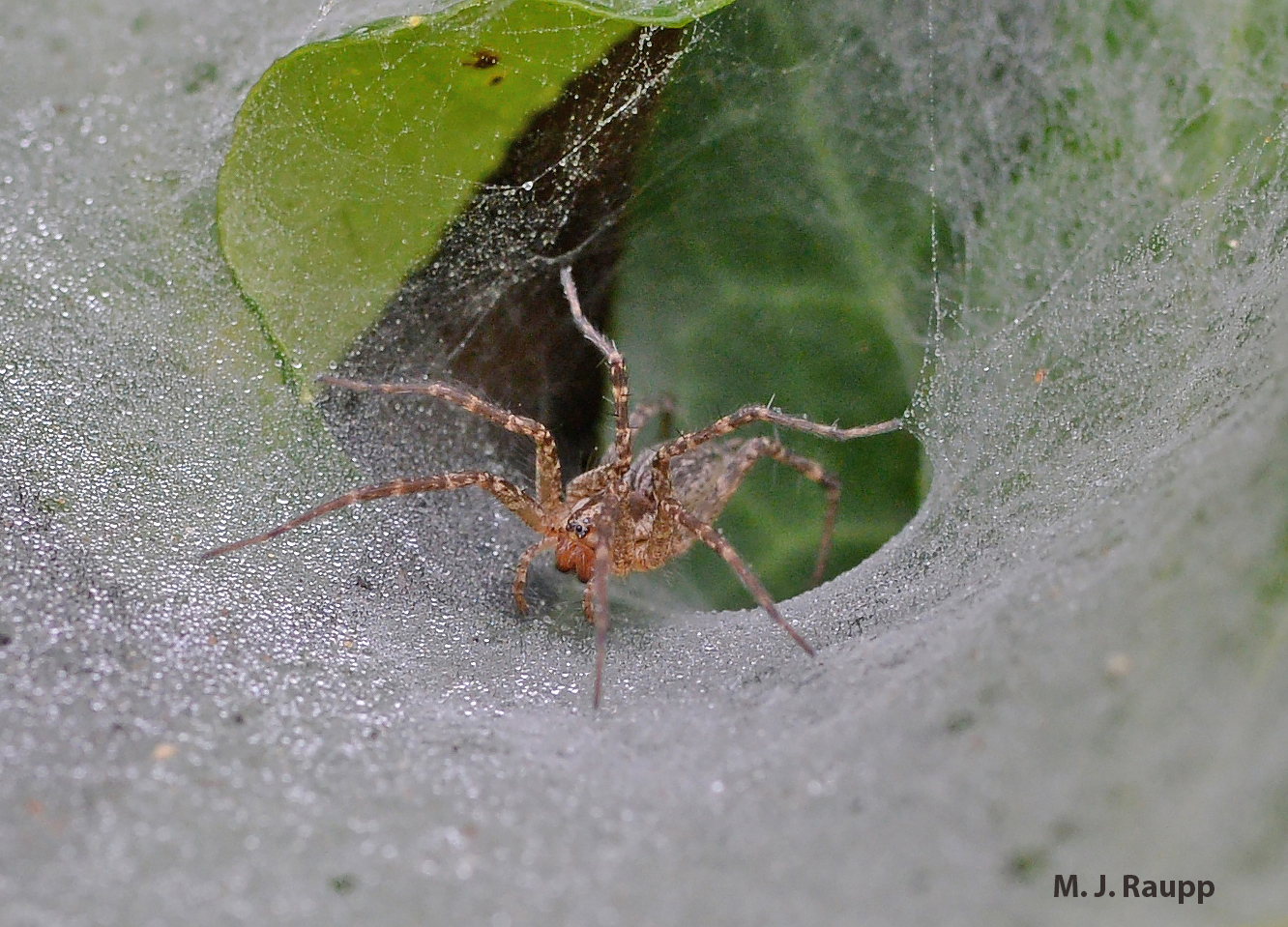 Ready to pounce on an unlucky passerby, the dappled Pennsylvania Grass Spider waits in the mouth of her funnel.
