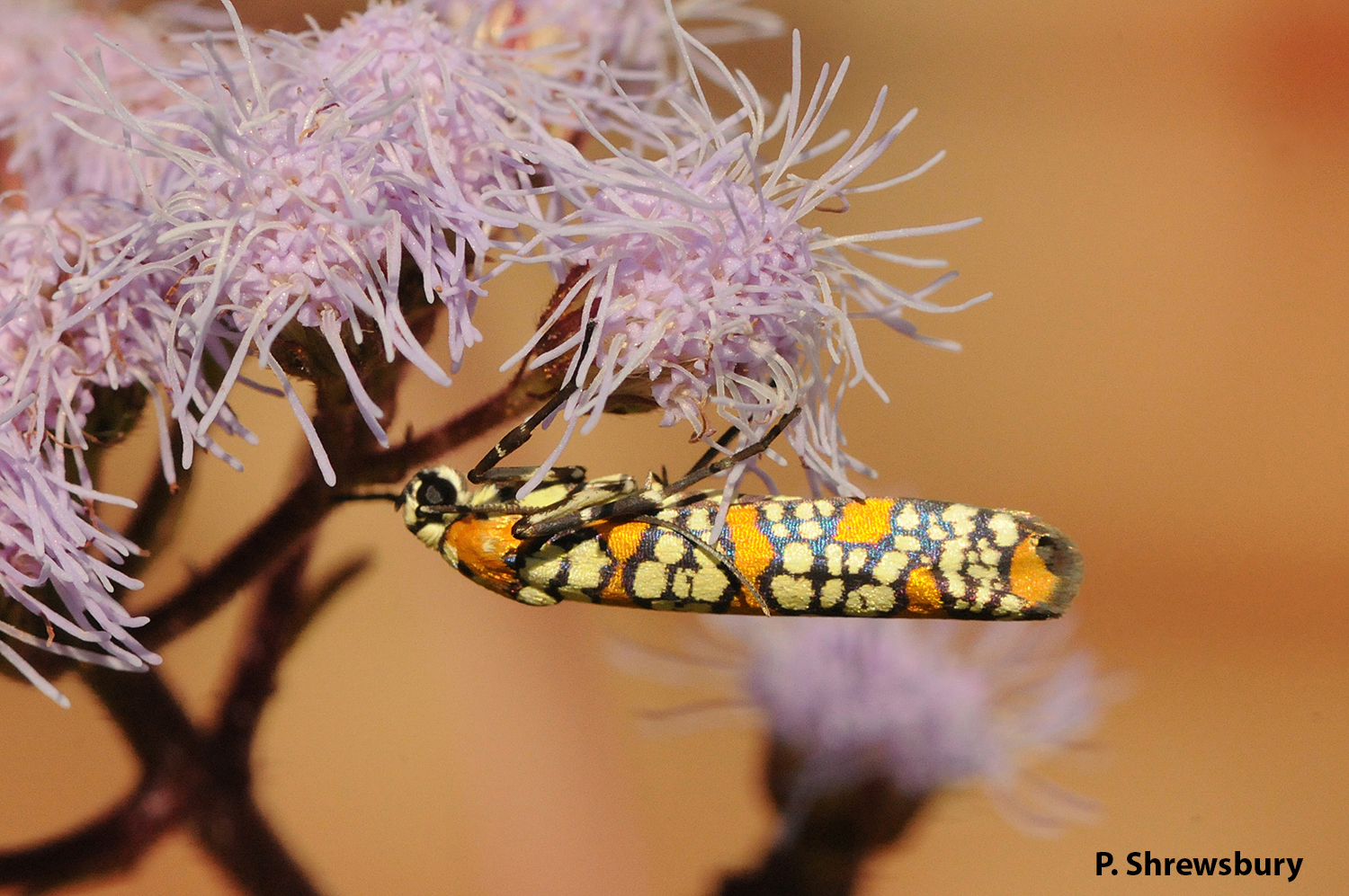 Many moths are nighttime feeders, but beautiful ermine moths feed during the day.