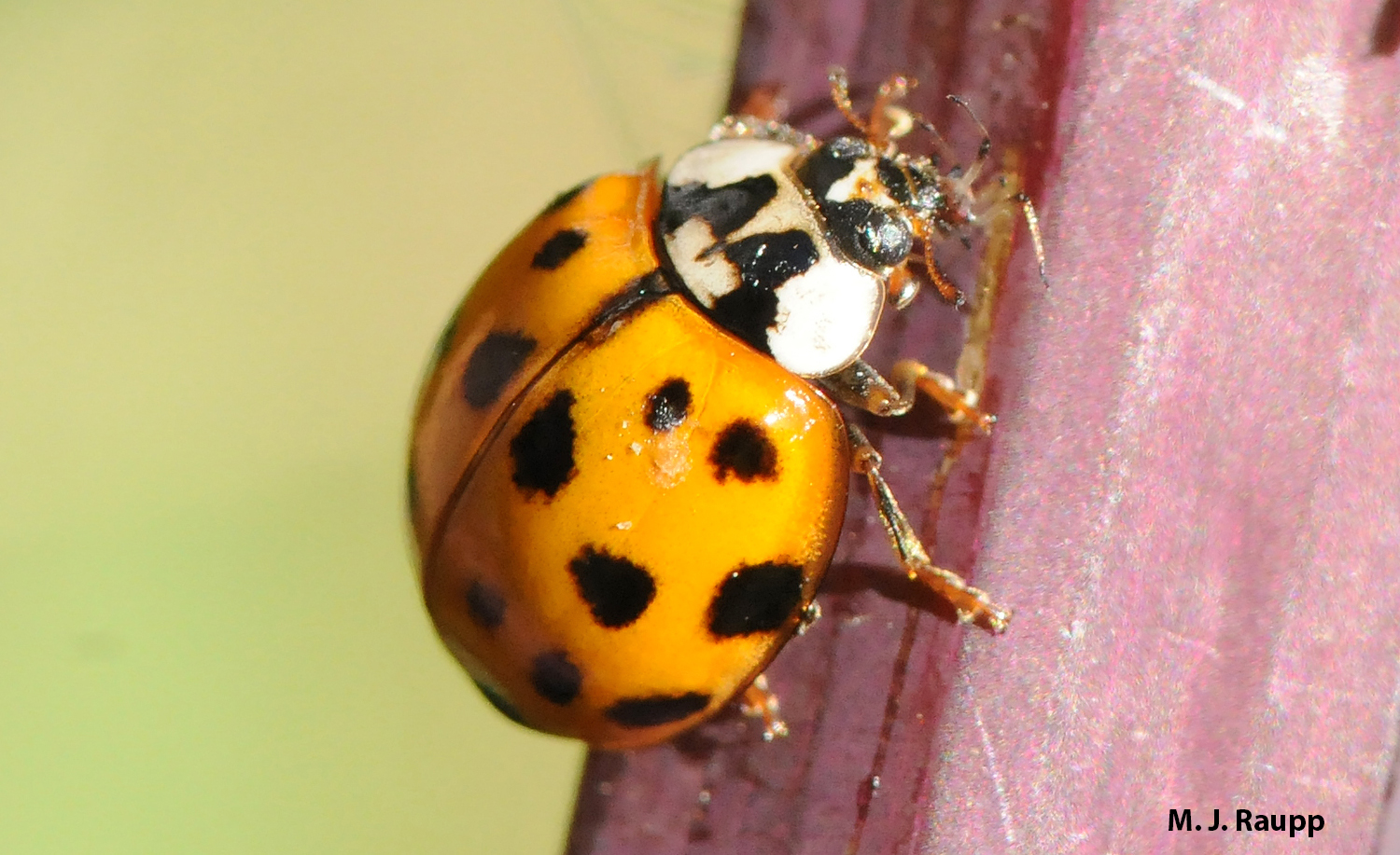 With the remains of the last victim clenched in her jaws, a multicolored Asian lady beetle is ready to find her next meal.