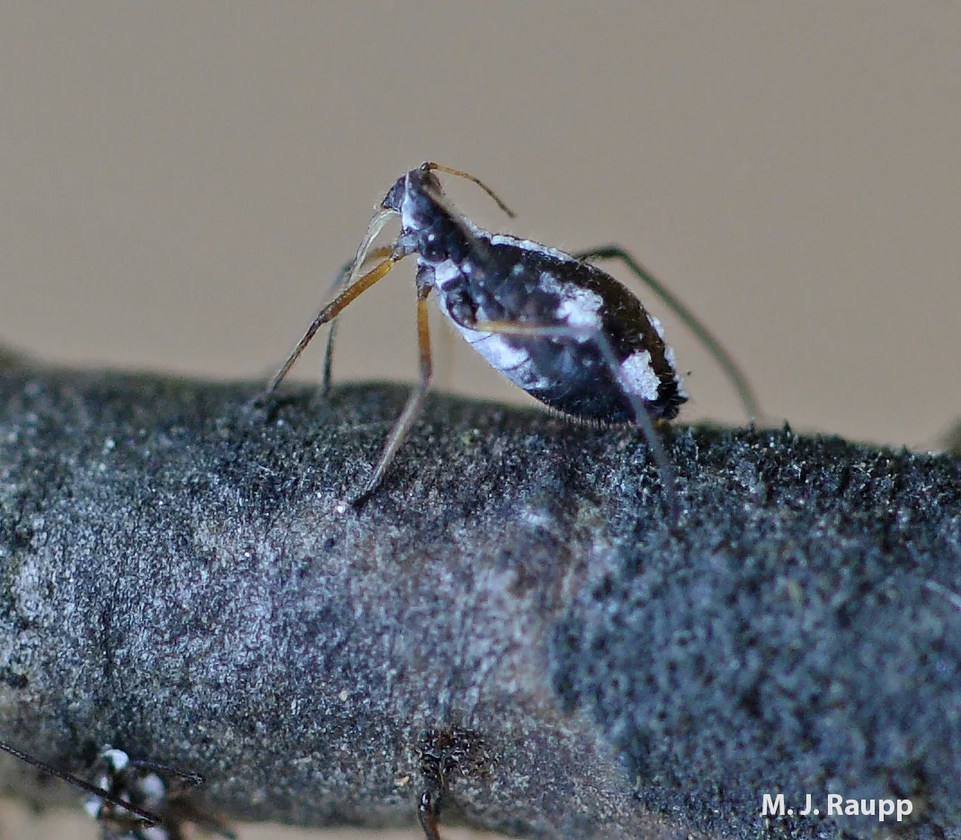 An exceptionally long beak at the front of its head allows the white pine aphid to tap into carbohydrate rich phloem.