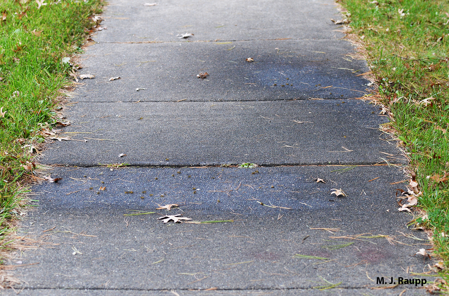 Dark wet patches of honeydew on a sidewalk mark the spot where white pine aphids feed on branches above.