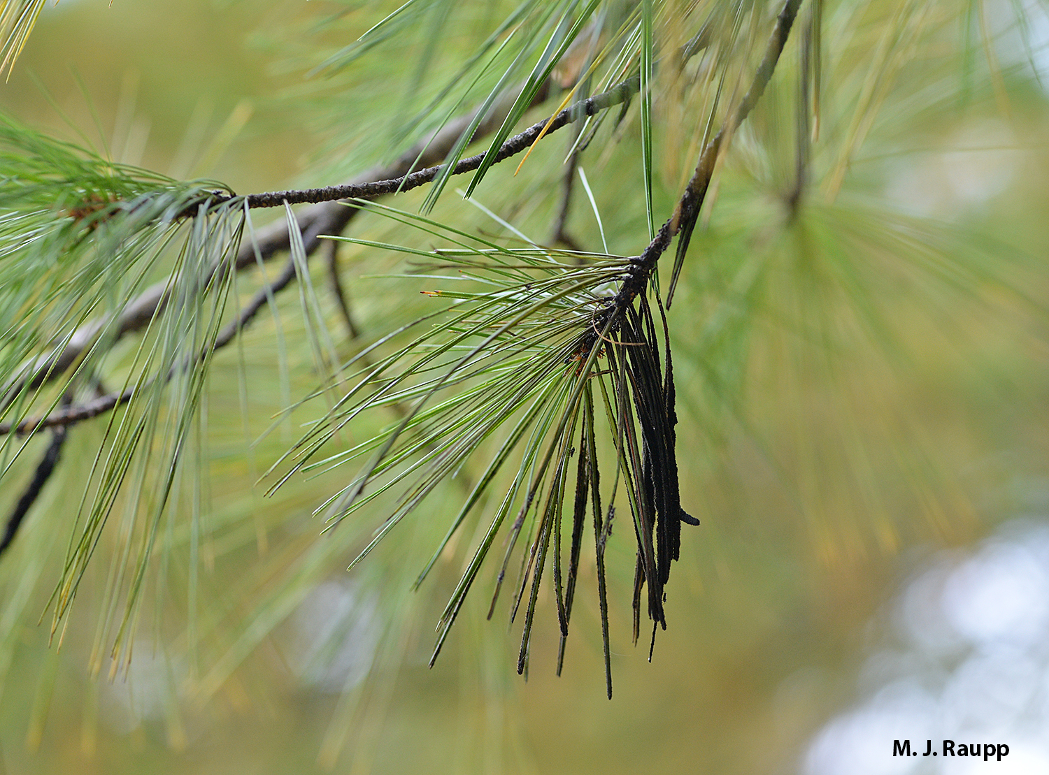 Foliage and branches coated with honeydew will soon be blackened by the growth of sooty mold.