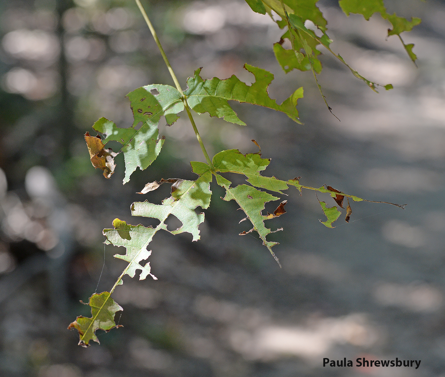 Northern Walkingsticks sometimes cause serious defoliation of hardwood trees.