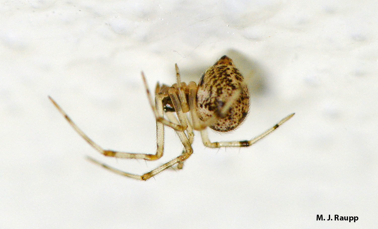 It’s often a topsy- turvy world for common house spiders like this one on the roof of my carport.