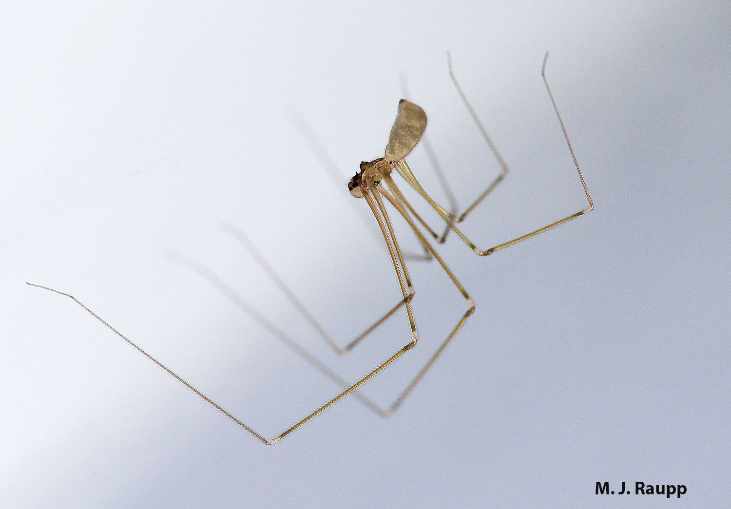 Female Daddy Long-legs Spider (Pholcus phalangioides) and eggs